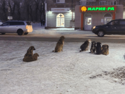 В Рубцовске по-прежнему актуальна проблема бездомных животных