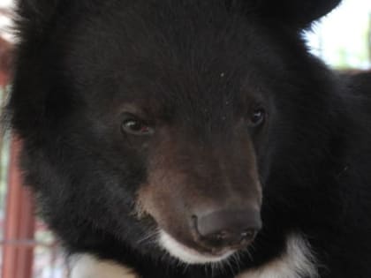 В алтайском зоосаду медведь проснулся от зимней спячки