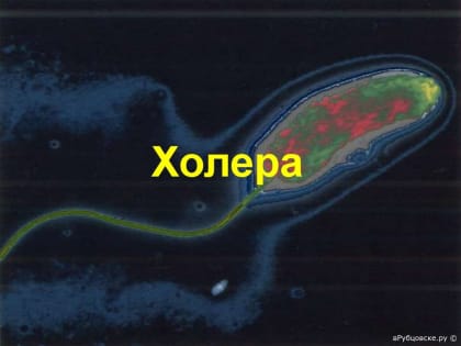 Руководитель Роспотребнадзора Анна Попова подписала постановление о дополнительных мерах по профилактике холеры в Российской Федерации