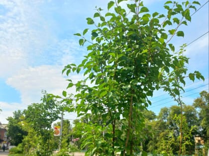 Озеленение территорий – важный   аспект в благоустройстве  города!