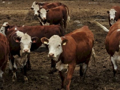 Сколько мяса и зерна? Власти Алтайского края раскрыли «аграрные итоги» 2022 года