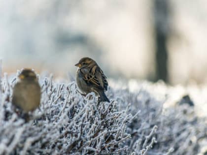 До -5 градусов ожидается в Алтайском крае 1 марта