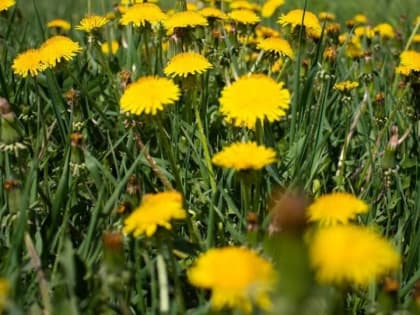 Стало известно, каким будет лето-2022 в Алтайском крае