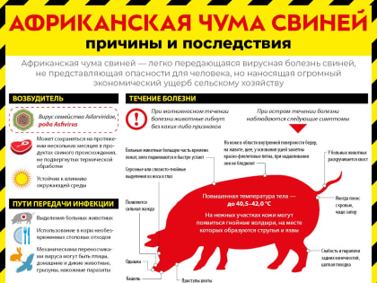 Меры профилактики африканской чумы свиней