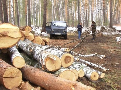 Жительница Алтайского края пожаловалась на рубки леса за селом Баюновские Ключи