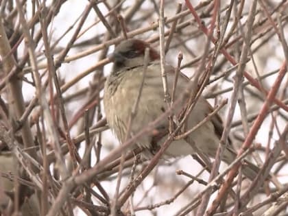 В Алтайском крае стало меньше воробьёв