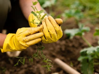 В Госдуме предложили продлить майские выходные до 10 дней