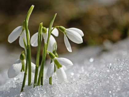 Народные приметы 22 февраля. Что нельзя делать в Панкратьев день