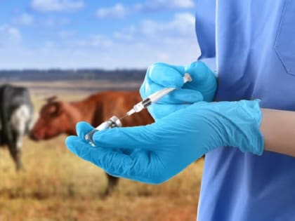 Осторожно, бруцеллёз!