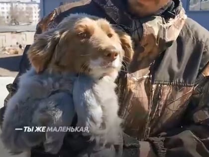 В Рубцовске спасли собаку, которая две недели просидела на крыше гаражей