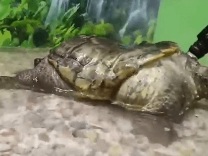 В барнаульском зоопарке черепахам устроили spa-процедуры к 8 Марта