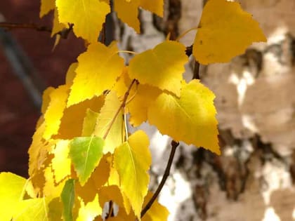 До +22: о погоде в Алтайском крае 8 октября