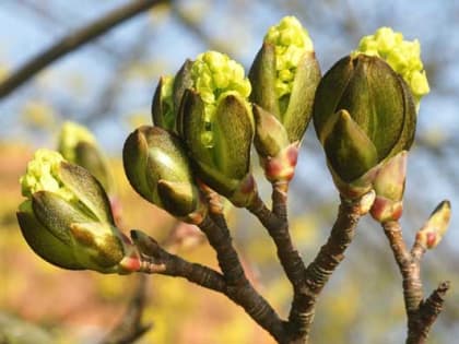 24 апреля в Алтайском крае будет пасмурно и ветрено