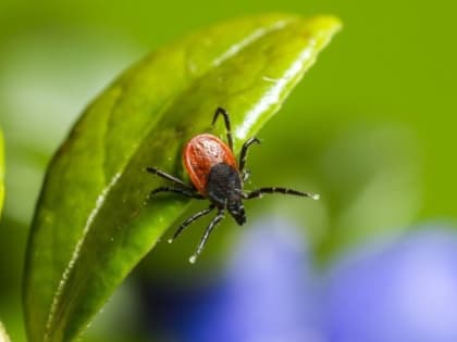 В Алтайском крае близится сезон активности клещей