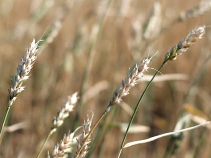 Аграрии Алтайского края открыли новый полевой сезон