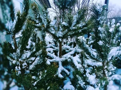 Ёлочка, ёлка — лесной аромат!