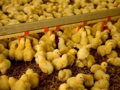 Дефицит ощущаете? Правительство РФ примет меры к увеличению производство куриного мяса и яиц