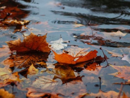 Дожди и ветер 60 км/ч: какая погода будет в Алтайском крае 15 октября