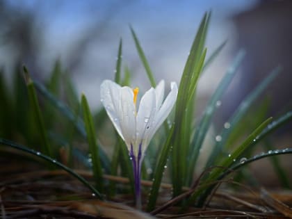 Гроза в начале мая: в Алтайском крае ожидаются дожди и похолодание