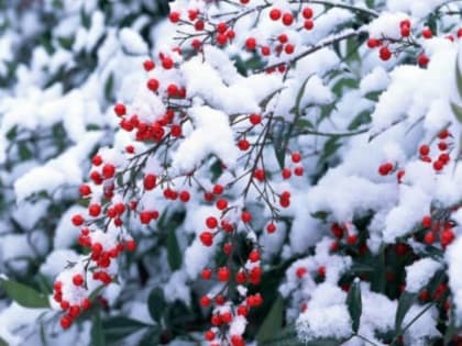 Приметы дня: 5 января