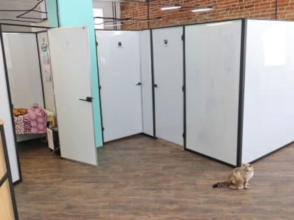 Мохнатые истории: как бийский ветврач спасает жизни погибающих животных