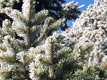 Морозно и солнечно будет на Алтае