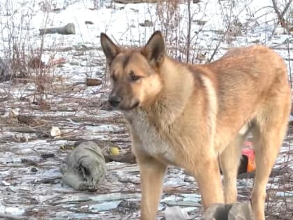 Сергей Серов: Каждый год промедления в вопросе бродячих собак дает нам все более запущенную ситуацию