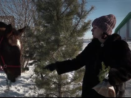 Конный клуб в Бийске подкармливает животных хвойными ветками