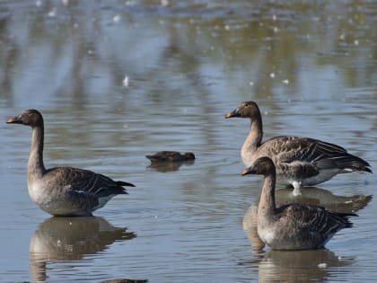 Алтайские ветеринары борются за жизнь краснокнижных птиц