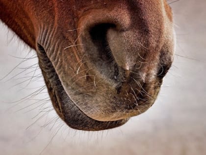Останки лошадей найдены в озере на Алтае