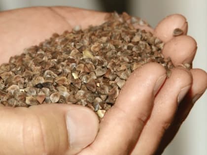 В Алтайском крае снижаются оптовые цены на гречку из-за низкого спроса