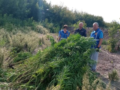 На пригородной территории Ленинского района уничтожили очередной очаг дикорастущей конопли