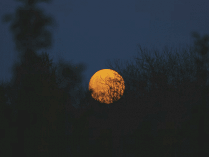 Такой день. «Заминированный» барнаульский лес и собаки, которые пугают бийчан