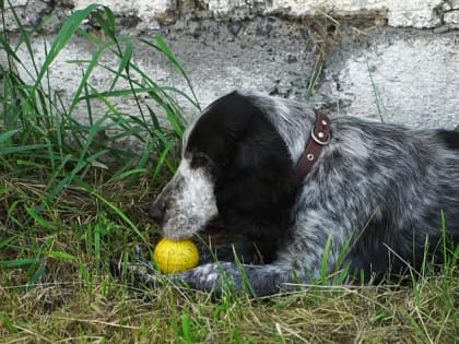 Рубцовский кинолог со служебной собакой стал лучшим на Всероссийских соревнованиях по профмногоборью