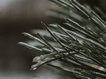 В Алтайском крае в последнюю неделю марта ожидаются потепление и снегопады