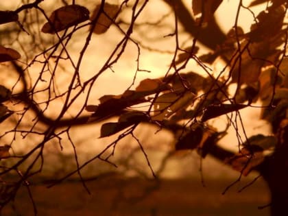 Такой день. Ураганный ветер в Алтайском крае и пожар на родине Шукшина