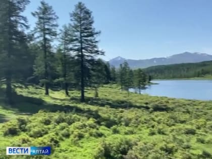 Врачи и фармацевты со всей России и из-за рубежа изучают целебную силу алтайских трав