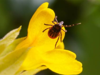 Клещи атакуют жителей Алтайского края даже в холодную погоду