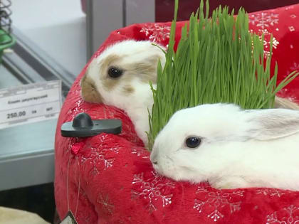 Барнаульцы покупают живых кроликов в качестве подарков