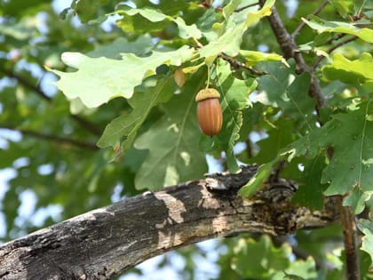 Солнечное воскресенье без осадков 28 августа в Алтайском крае