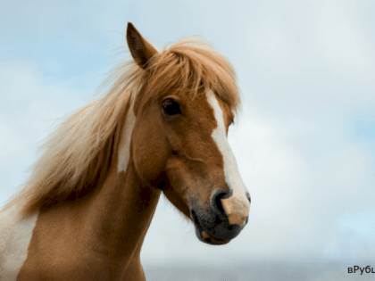 В Горном Алтае ввели карантин из-за опасной болезни лошадей