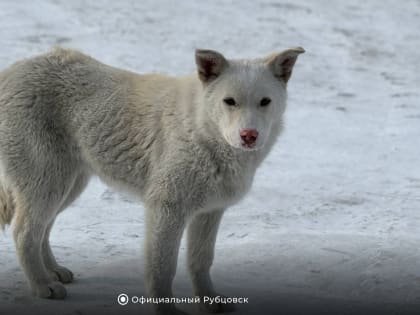 Находящимся на лечении в госпиталях Санкт-Петербурга участникам СВО из Алтайского края помогают получить региональные выплаты и другие меры поддержки