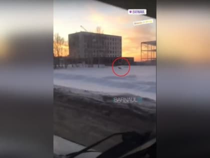 Бегущую по снегу косулю сняли на видео у барнаульского ТРЦ "Арена"