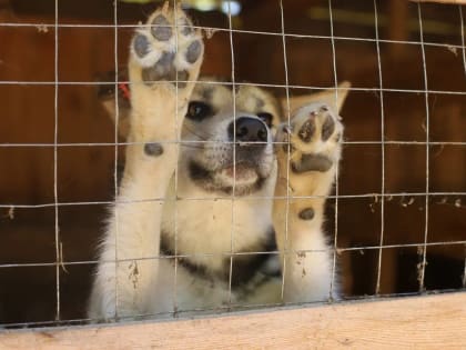 23 июля в Славгороде будет открыт птичий рынок