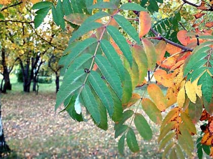 Потепление до +20 градусов ожидает Алтайский край 16 октября