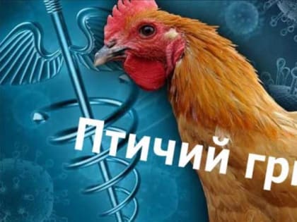 Меры профилактики возникновения и распространения гриппа птиц в ЛПХ