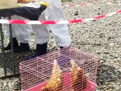 Грипп птиц — это  актуально! Учения сводного межрайонного противоэпизоотического отряда