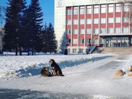 Бийчане сфотографировали стаю собак, которая расположилась на клумбе у мэрии