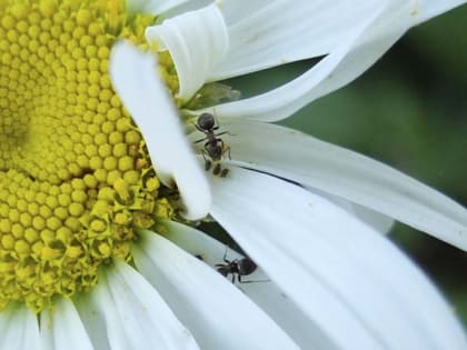 Небольшой дождь: о погоде в Алтайском крае 3 июня