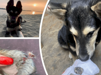 У собаки отвалились уши после того, как сибирячке назвали стоимость лечения в ветклинике